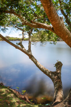 Entre galhos e reflexos - Represa II de vinhedo
